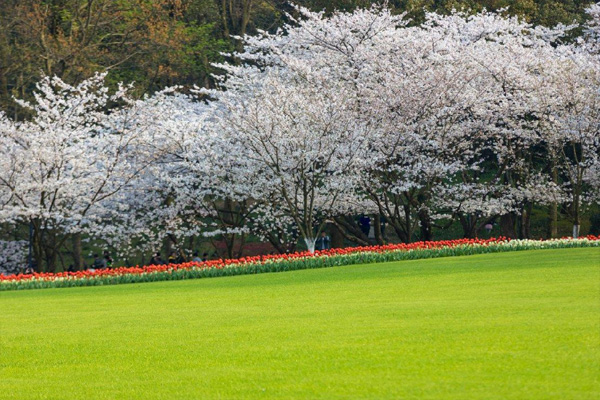 2021杭州太子湾公园樱花开了吗 赏樱攻略