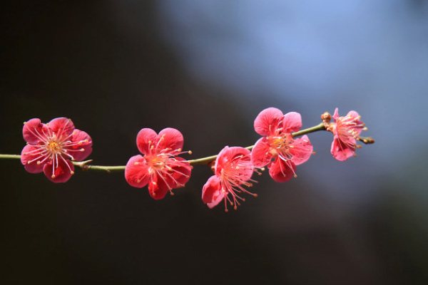 苏州赏花好去处 2021苏州梅花景点在哪里