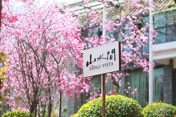 2021大理樱花几月开 大理赏樱花最美的地方