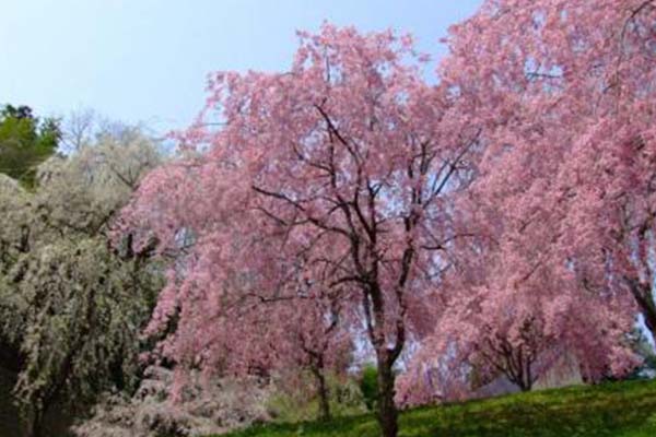 台湾阿里山樱花什么时候开2022 最佳赏樱地点以及路线推荐