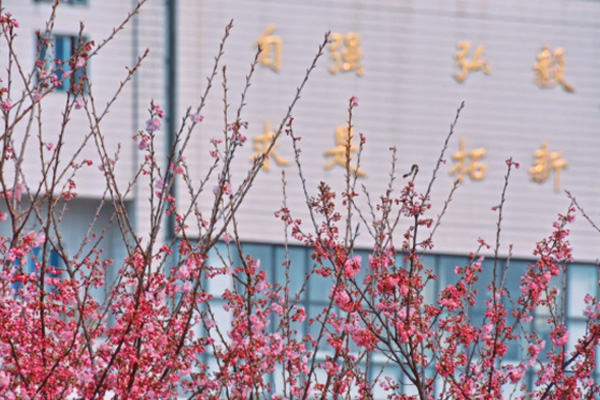 武汉樱花2021年什么时候开 武汉春季赏花景区