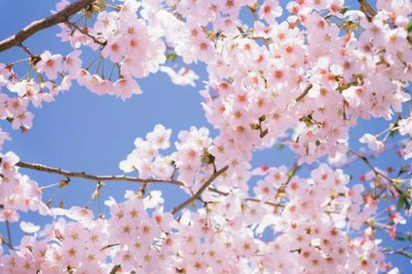 2024东湖樱花园开了吗 武汉樱花什么时候开花