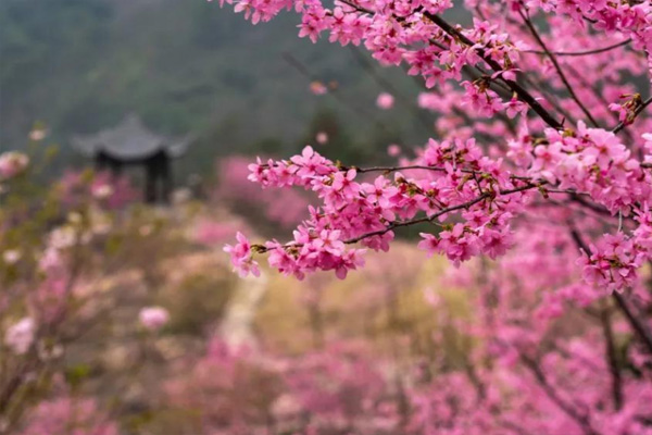 温州哪里有赏花的地方 2021春季温州赏花好去处推荐