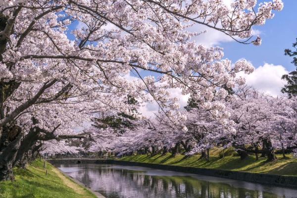 2021苏州赏樱花最佳的地方 苏州赏樱花胜地有哪些