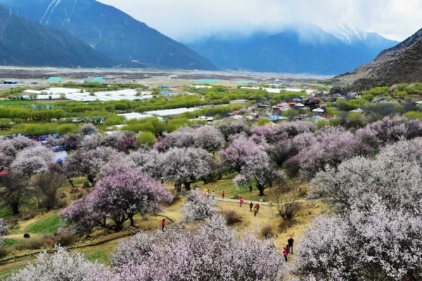 西藏桃花在什么地方 2021西藏桃花沟什么时间最漂亮