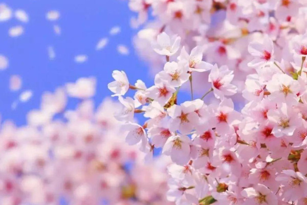 2021杭州大屋顶樱花季活动时间及门票信息