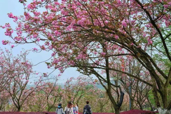 2021重庆赏樱花的地方有哪些 重庆赏樱花的最佳时间