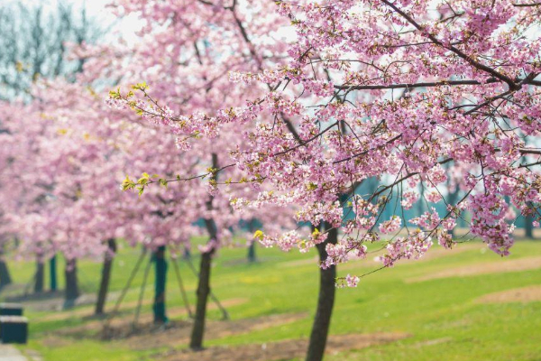2021上海辰山植物园樱花什么时候开-赏樱地点推荐