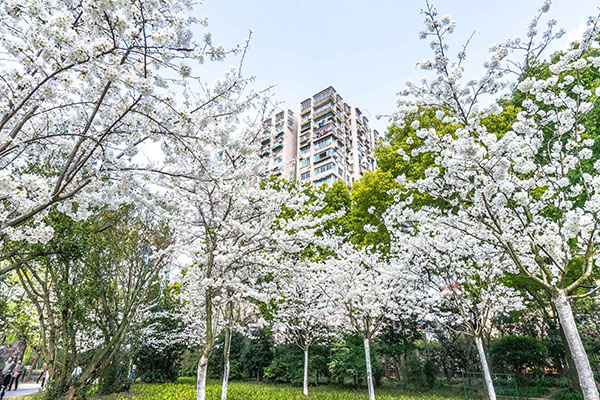 上海鲁迅公园最佳赏樱地点-2021首届HOST樱花节活动