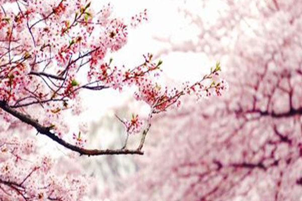 台州神仙居樱花开了吗2021-最佳观赏地点及时间