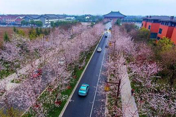2021扬州甘泉樱花节活动攻略-时间地点及交通指南