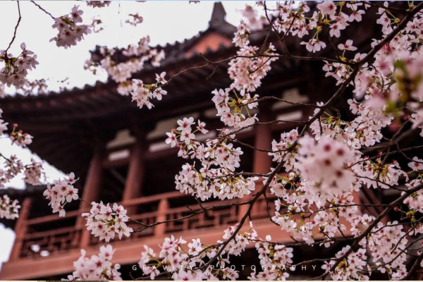 2021西安青龙寺樱花现在开了吗 雁塔国际樱花节活动详情