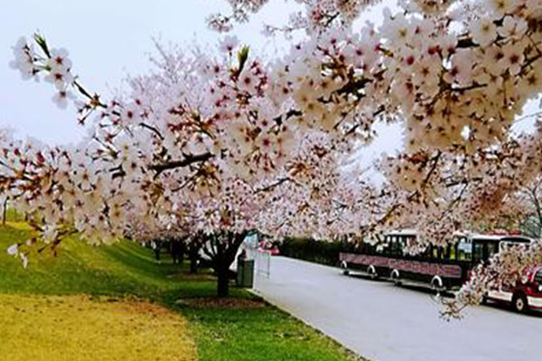 2021上海辰山植物园最佳赏樱时间地点-赏樱路线推荐