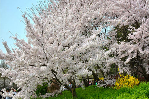 2021青岛樱花节活动有哪些-门票及游玩路线推荐