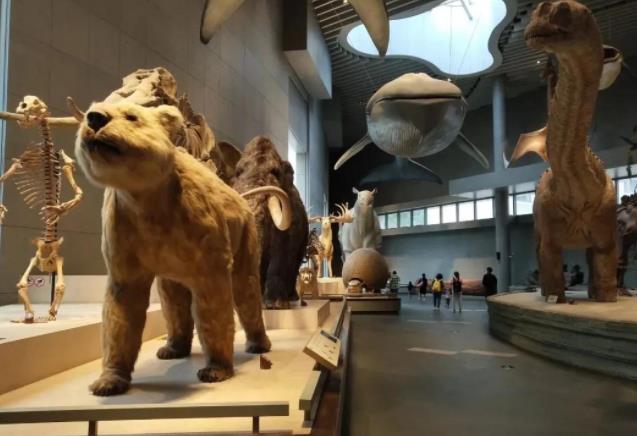 上海自然博物馆攻略 上海自然博物馆怎么玩