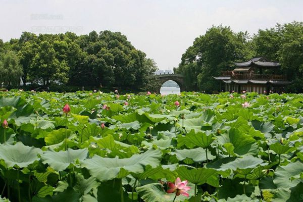 曲院风荷景点介绍