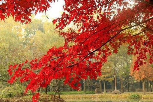 洛阳秋天免费观赏红叶的地方在哪