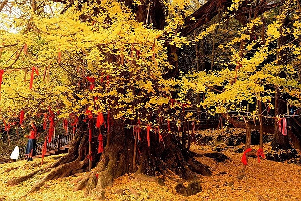 中国最大的银杏树在哪里 是贵州的6000岁还是浙江的12000岁能称王