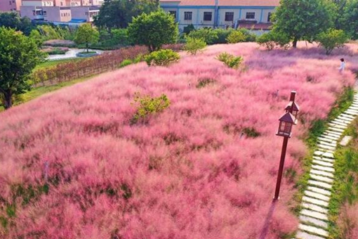 长沙粉黛子花海哪里有看