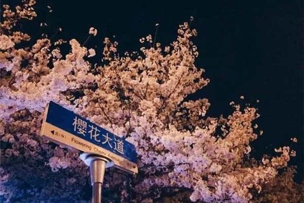 2022武大樱花节什么时候开始 武大樱花最佳观赏地