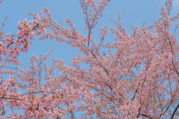成都青龙湖湿地公园动樱花观赏攻略 冬天的樱花开了