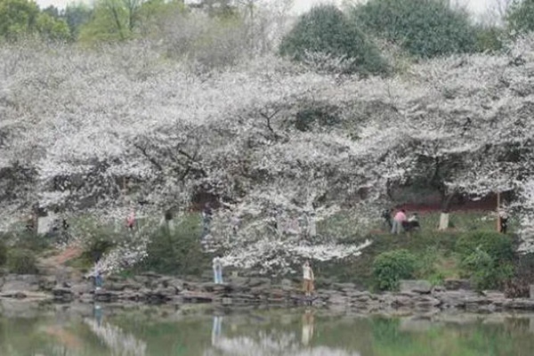 2023湖南省植物园樱花什么时候开