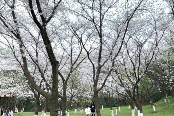 武汉青山公园樱花什么时候开2023