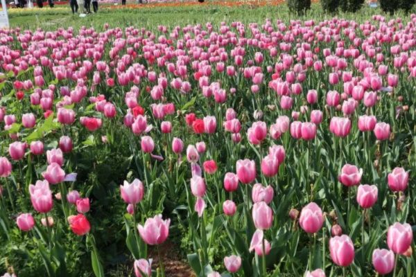 湖南省植物园郁金香在哪个门