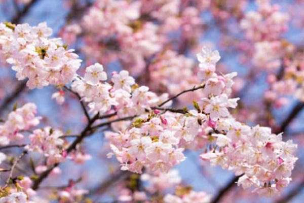 湖南省植物园樱花开了吗2023