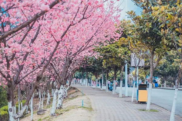 2023昆明樱花什么时候开