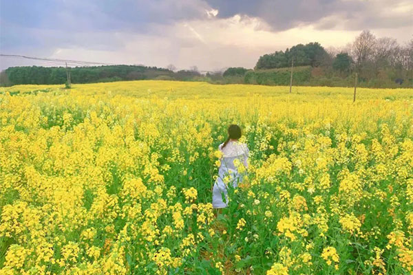 2023武汉油菜花最佳观赏期 附油菜花景点