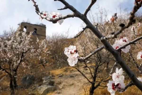 北京四月看花的地方有哪些