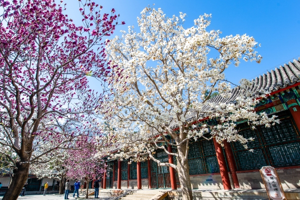 北京现在赏花哪个公园最好看