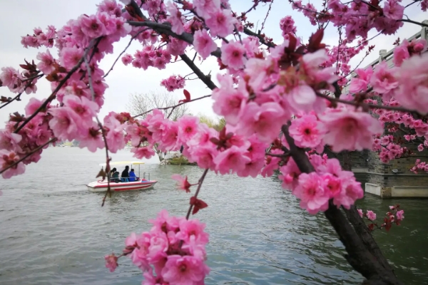 南京四月赏花有哪些地方