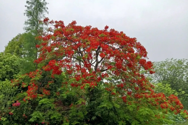 2023佛山赏花好去处 佛山赏花的地方有哪些