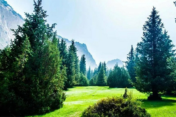 2023新疆坡陇原始森林旅游风景区旅游攻略 - 门票价格 - 优惠政策 - 开放时间 - 简介 - 交通 - 美食 - 地址 - 电话 - 天气