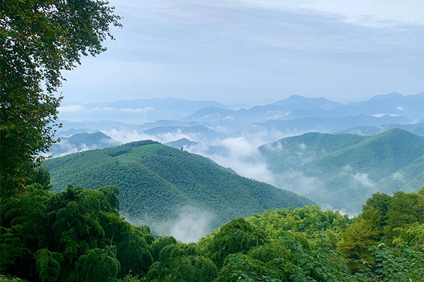 2023莫干山旅游攻略 - 门票价格 - 优惠政策 - 开放时间 - 一日游攻略 - 交通 - 地址 - 天气