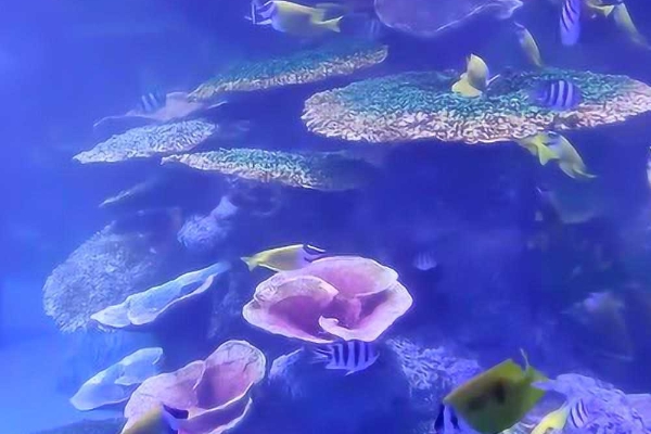 2023沧州水世界海洋馆游玩攻略 - 门票价格 - 优惠政策 - 开放时间 - 简介 - 地址 - 交通 - 电话