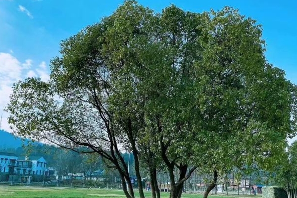 2023水墨大埝游玩攻略 - 门票价格 - 开放时间 - 简介 - 地址 - 交通 - 电话