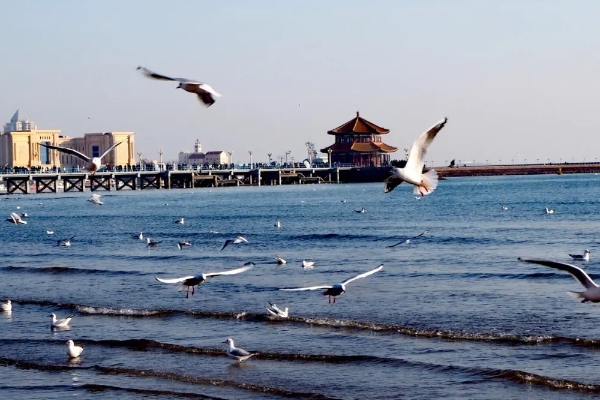 青岛栈桥冬天有海鸥吗