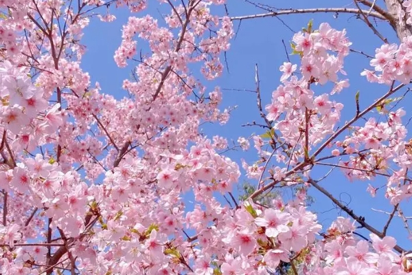 宁波赏樱花的地点和时间