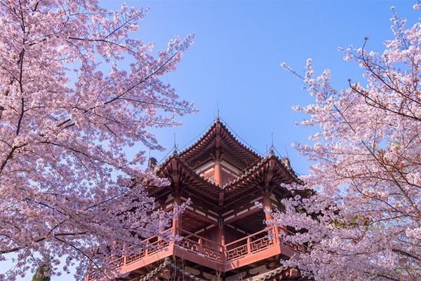 青龙寺樱花在哪个位置 哪个门