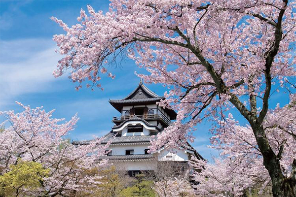 日本樱花什么时候开 日本樱花几月份开